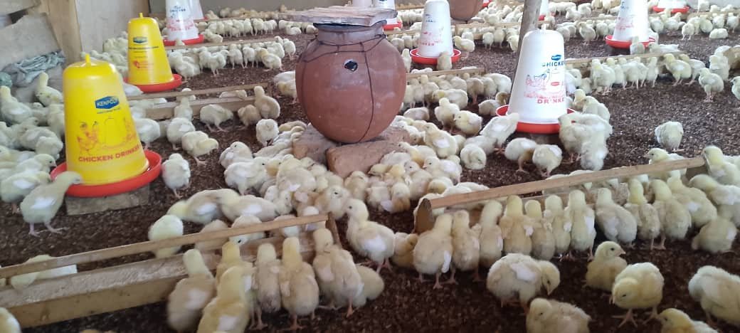 Chick Brooder